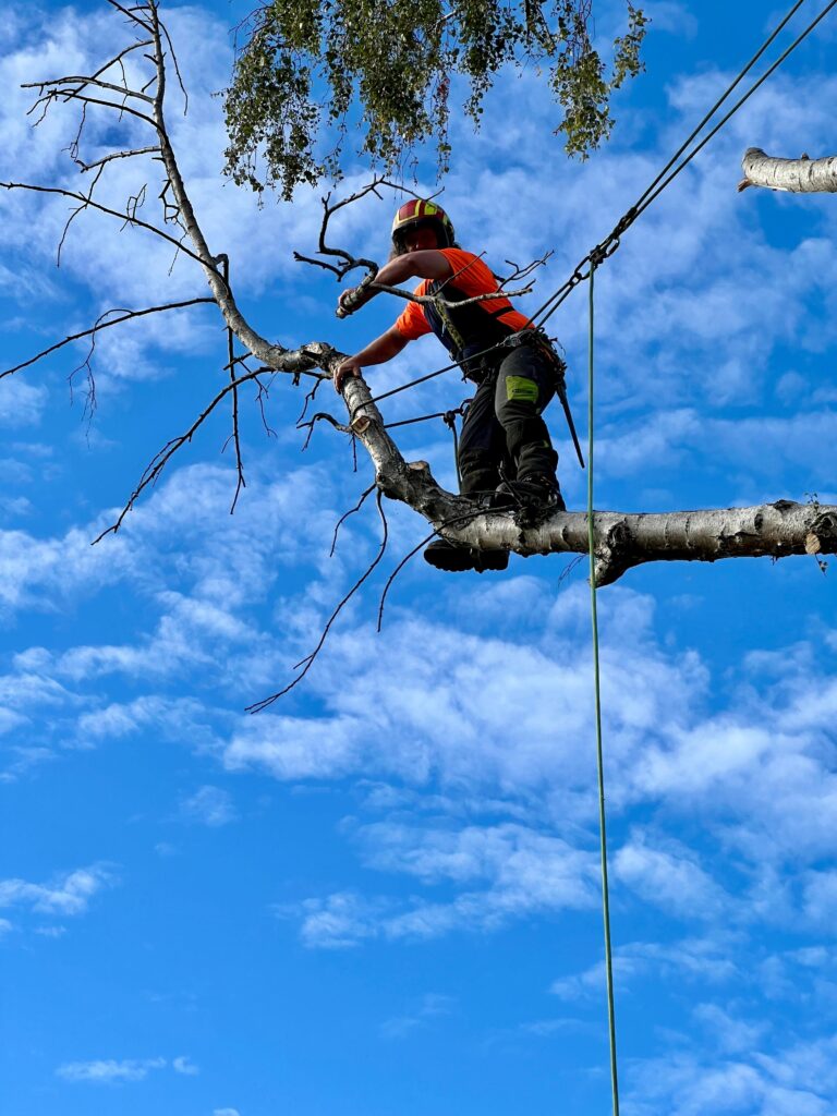 Tree felling in SW London